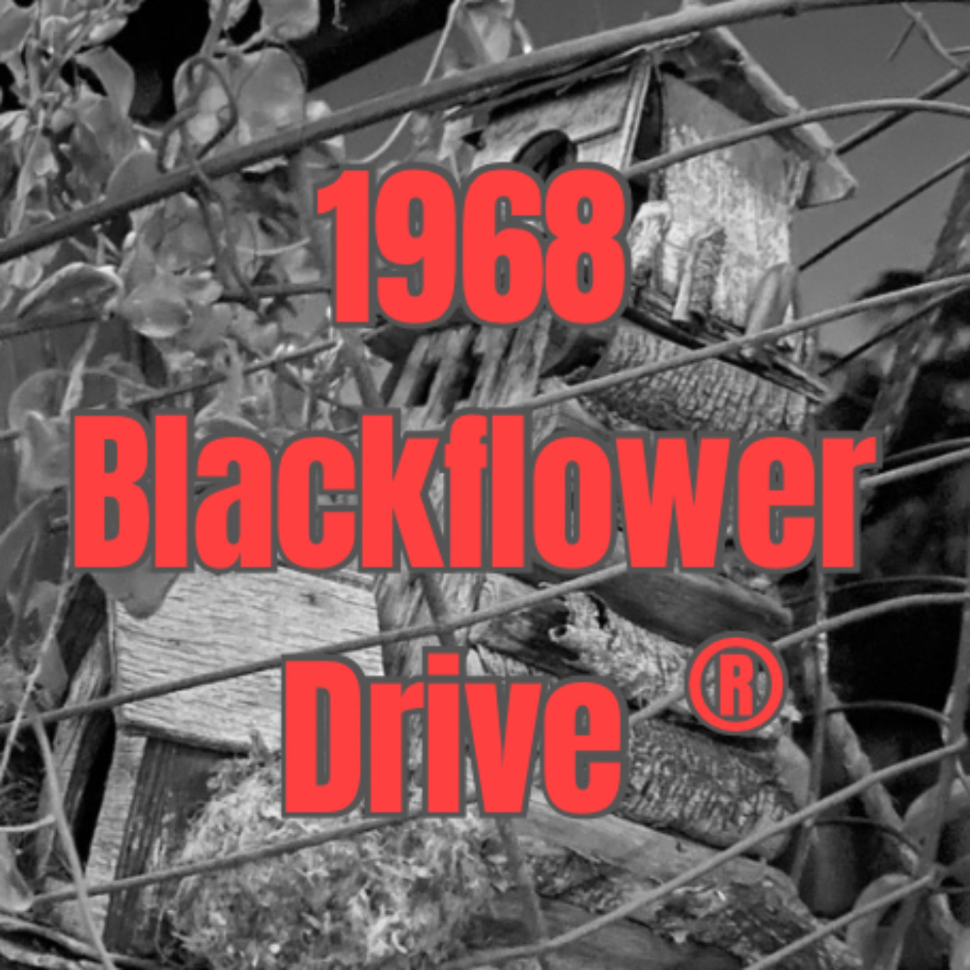 1968 Blackflower Drive cover art